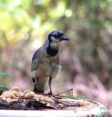 Blue Jay Cyanocitta cristata