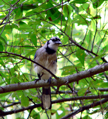 Blue Jay Cyanocitta cristata