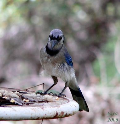 Blue Jay Cyanocitta cristata