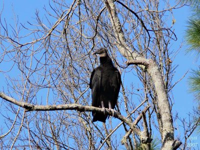 Black Vulture Coragyps atratus