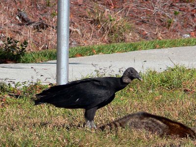 Black Vulture Coragyps atratus