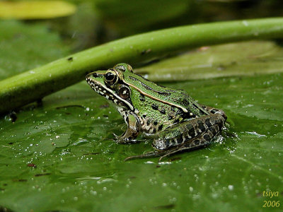 Southern Leopard Frog Rana sphenocephala utricularia