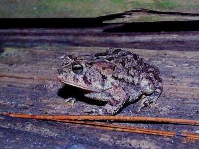 Southern Toad   Bufo terrestris