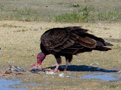 Turkey Vulture Cathartes aura