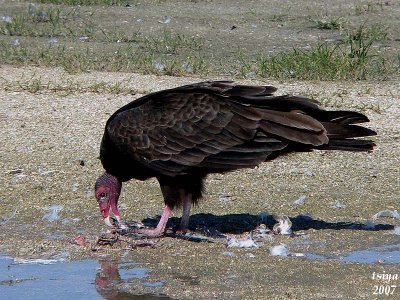 Turkey Vulture Cathartes aura