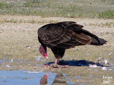 Turkey Vulture Cathartes aura