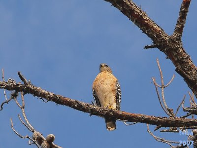 Red-shouldered Hawk  Buteo lineatus 