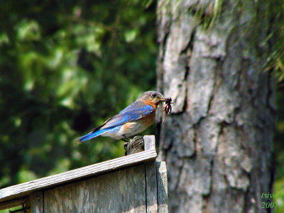 Eastern Bluebird   Sialia sialis