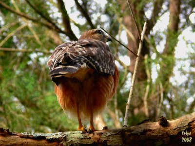 Red-shouldered Hawk  Buteo lineatus  fem