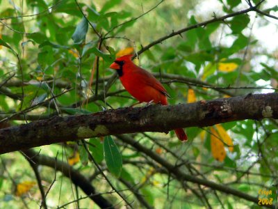 Cardinal Cardinalis cardinalis