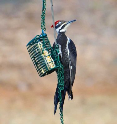 Pileated Woodpecker