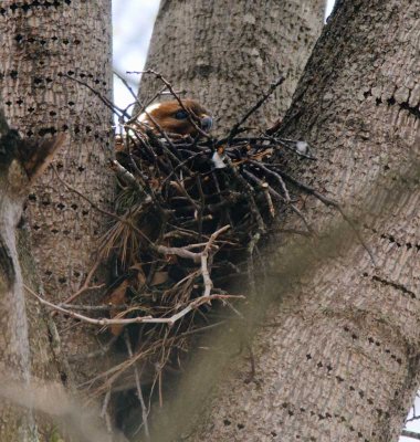 Red Shoulder Hawk Nesting