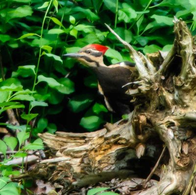 Peeking - The Pileated Woodpecker Returns!