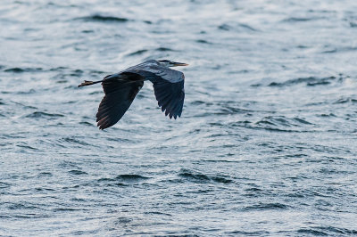 Great Blue Heron Flyby