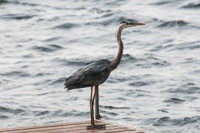 GBH Resting on the Dock