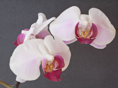 White n Burgundy Orchid