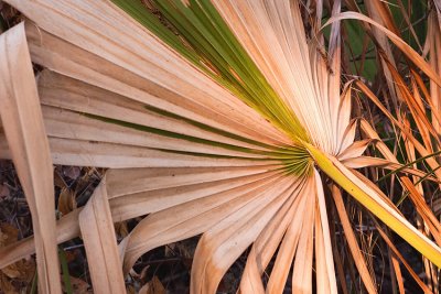 Two Toned Palm Frond