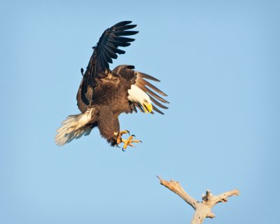 Incoming Eagle