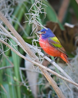 Painted Bunting on Twigs