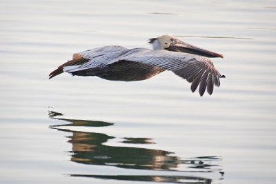 Pelican Gliding Over Water