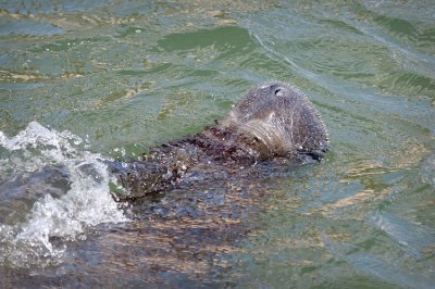 Manatee Surfacing