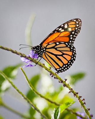 Monarch at Purple Bud