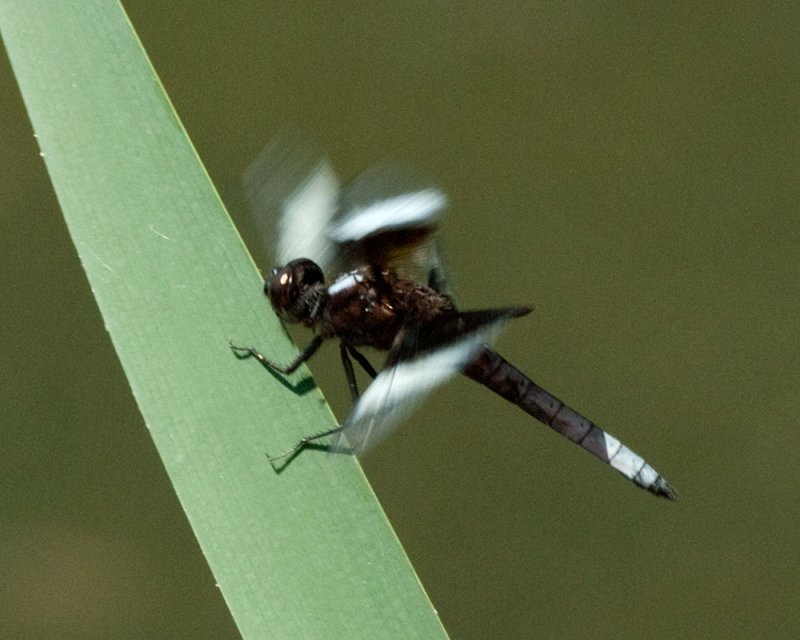 Widow Skimmer