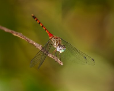 Less Common Dragonflies at ES