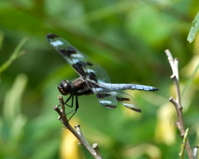 Common Dragonflies & Damselflies at ES