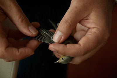 Examing Wing Feathers