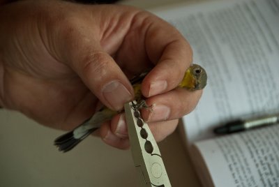 Attaching band.