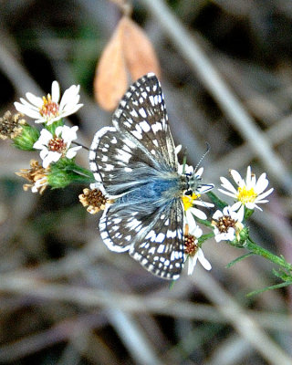 Skippers