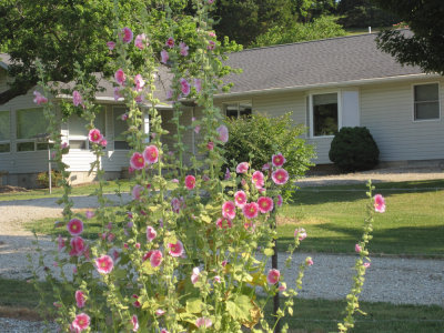 Hollyhocks.