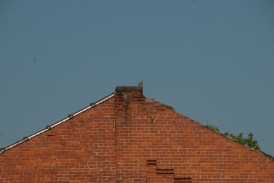 Kestrel Looking for Mice
