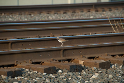 Killdeer