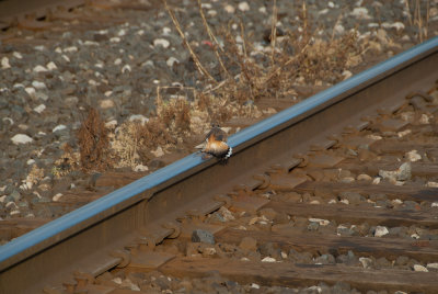 Broken Wing?