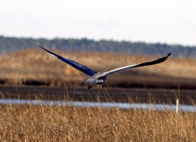 Great Blue in Flight