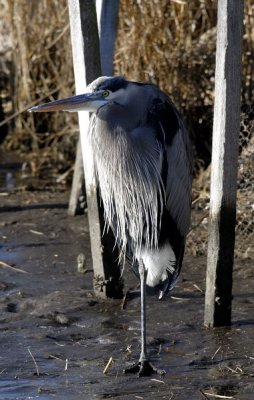 Cold Great Blue