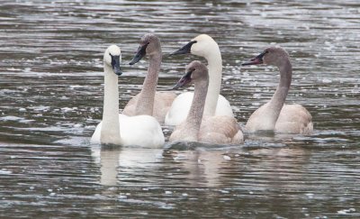 Trumpeter Swan Family on Firehole River