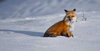 Red Fox @ Hayden Valley