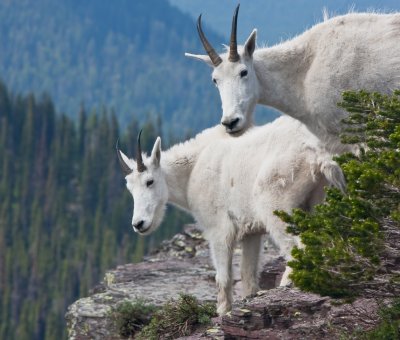 Mountain Goats at Hidden Lake Overlook