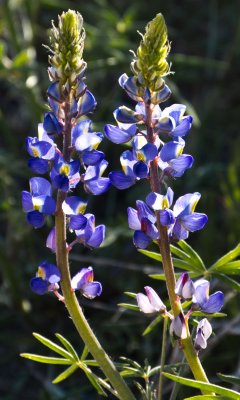 Luminous Lupines