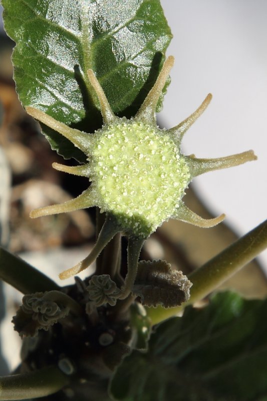 Dorstenia