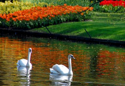 keukenhof