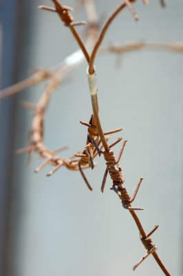 ISR_110618_145 copy.jpg