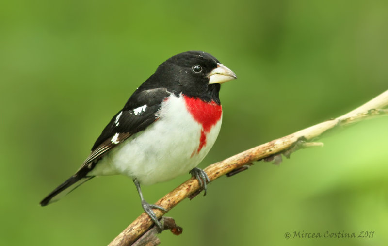 Rose-breasted Grosbeak, Cardinal  poitrine rose (Pheucticus ludovicianus)