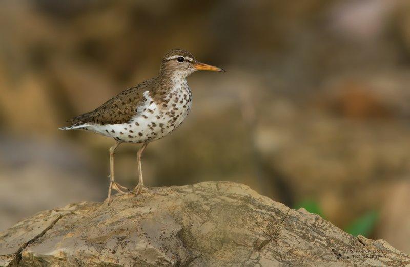 Spotted Sandpiper ( Actitis macularius )