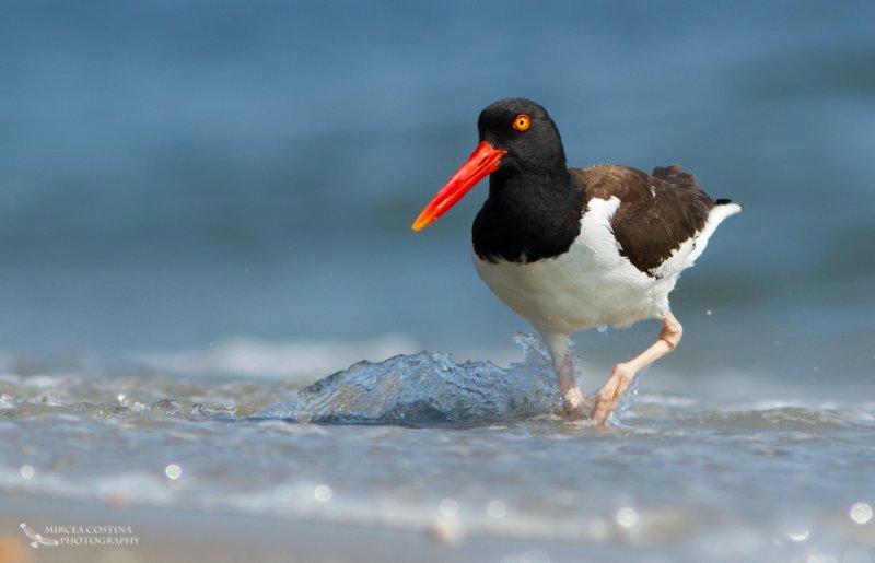 American Oystercatcher, Hutrier dAmrique (Haematopus palliatus)