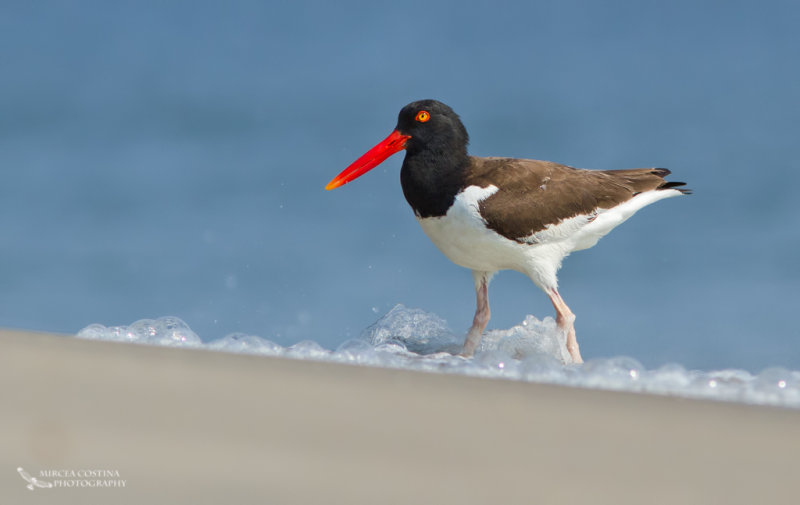 American Oystercatcher, Hutrier dAmrique (Haematopus palliatus)