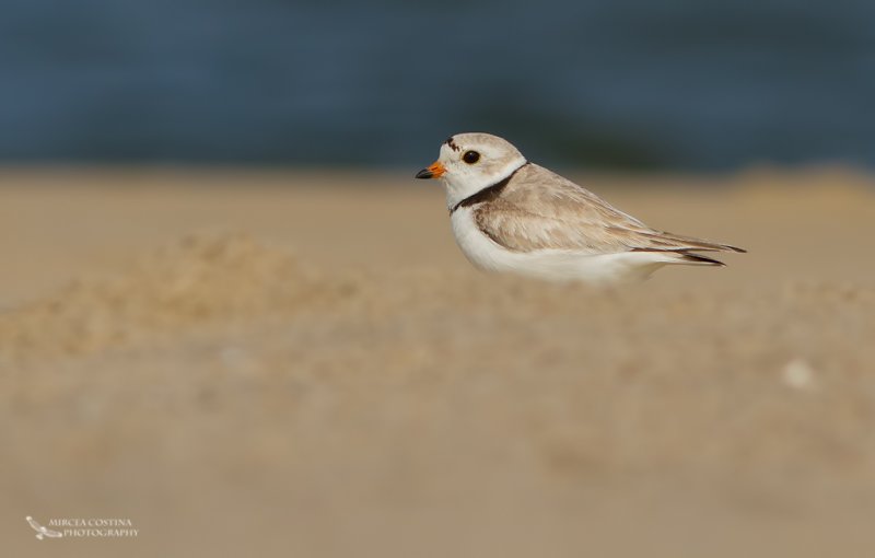 Piping Plover (Charadrius melodus)